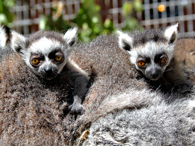  Twin Lemur at GarLyn Zoo